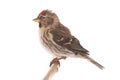 Eurasian Linnet isolated on white background Royalty Free Stock Photo