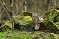 Eurasian Lynx Royalty Free Stock Photo