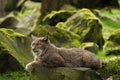 Eurasian Lynx Royalty Free Stock Photo