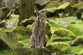 Eurasian Lynx