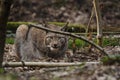 Eurasian Lynx