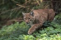 Eurasian lynx Royalty Free Stock Photo