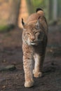 Eurasian lynx Royalty Free Stock Photo