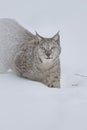 Eurasian Lynx