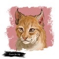 Eurasian lynx baby, medium-sized wild cat from Europe, Central Asia. Digital art illustration of lynx-lynx animal hand drawn