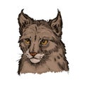 Eurasian lynx baby tabby, medium-sized wild cat from Europe isolated sketch. Vector illustration of lynx-lynx animal hand drawn