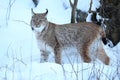 Eurasian lynx in the bavarian national park in eastern germany