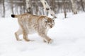 Eurasian lynx Royalty Free Stock Photo