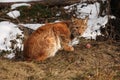 The Eurasian lynx Lynx lynx or carpathian lynx sitting in the beginning of spring with dry grass and snow