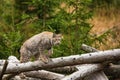 Male Eurasian lynx Lynx lynx climbed a big log Royalty Free Stock Photo