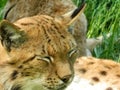 Eurasian Lynx closeup with eyes closed