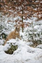 Eurasian lynx cub lying in winter colorful forest with snow