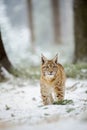 Eurasian lynx cub standing in winter colorful forest with snow