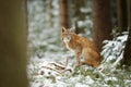 Eurasian lynx cub standing in winter colorful forest with snow