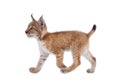 Eurasian Lynx cub on white