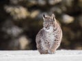 Eurasian lynx, a cub of a wild cat in the snow. Beautiful young lynx in the wild winter nature. Cute baby lynx walks on a meadow Royalty Free Stock Photo