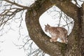 Eurasian lynx, a cub of a wild cat in the snow. Beautiful young lynx in the wild winter nature. Cute baby lynx walks on a meadow Royalty Free Stock Photo