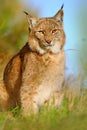 Eurasian Lynx in the field, hidden in the grass. Cute lynx in the autumn forest. Lynx in the grass with evening sun. Wildlife scen