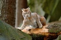 Eurasian Lynx in the forest, hidden in the grass. Cute lynx in the autumn forest. Wildlife scene from Europe. Lynx with tree trunk