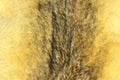 Eurasian lynx fur