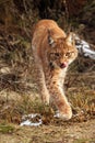 The Eurasian lynx Lynx lynx going against a photographer in the early spring with tongue Royalty Free Stock Photo