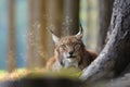 Eurasian lynx