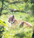 Eurasian lynx lying in grass backlit by sunlight.