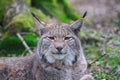 Eurasian lynx (Lynx lynx)