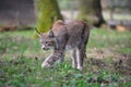 Eurasian lynx (Lynx lynx) Royalty Free Stock Photo
