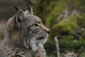 Eurasian lynx ( lynx lynx )