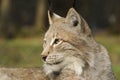 Eurasian lynx ( lynx lynx )