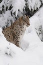 Eurasian lynx ( lynx lynx ) Royalty Free Stock Photo