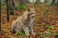 Eurasian lynx (Lynx lynx) Royalty Free Stock Photo