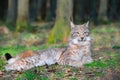 Eurasian lynx (Lynx lynx)