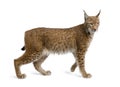 Eurasian Lynx, lynx lynx, 5 years old Royalty Free Stock Photo