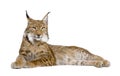 Eurasian Lynx - Lynx lynx (5 years old) Royalty Free Stock Photo