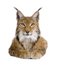 Eurasian Lynx - Lynx lynx (5 years old) Royalty Free Stock Photo