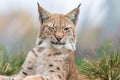 The Eurasian lynx - Lynx lynx - close up portrait of adult animal with one eye closed Royalty Free Stock Photo