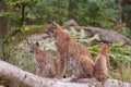 Eurasian lynx (Lynx lynx) with cubs Royalty Free Stock Photo