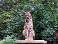 The Eurasian lynx Lynx lynx, Der Eurasische Luchs oder Nordluchs or Euroazijski ris