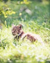 Eurasian lynx lynx lynx lying in grass backlit by sunlight.
