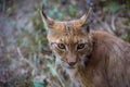 Eurasian lynx, a medium-sized wild cat with black tufts of hair on its ears, and a long grey-and-white ruff. Portrait