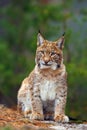 The Eurasian lynx Lynx lynx, portait. Subadult cat portait