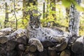 Eurasian lynx lynx lynx Royalty Free Stock Photo