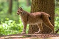 Eurasian Lynx