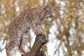 Eurasian Lynx