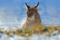 Eurasian Lynx, portrait of on snow in winter