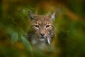 Eurasian Lynx, portrait of wild cat hidden in orange branch, animal in the nature habitat, Czech Republic, Europe wildlife. Royalty Free Stock Photo