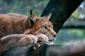 Eurasian Lynx Resting on a Tree Royalty Free Stock Photo