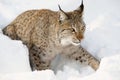 Eurasian lynx in the snow in cold winter in Troms county, Norway. Royalty Free Stock Photo